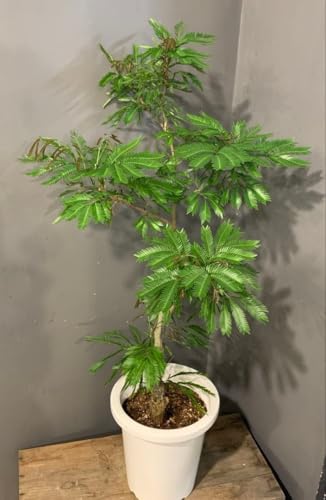 観葉植物 8号 エバーフレッシュ」の人気商品一覧 | 安い商品を通販