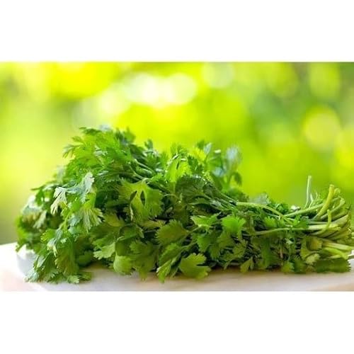 60.000 Sementes de Coentro verdão 500g Hortaliças Temperos Saladas