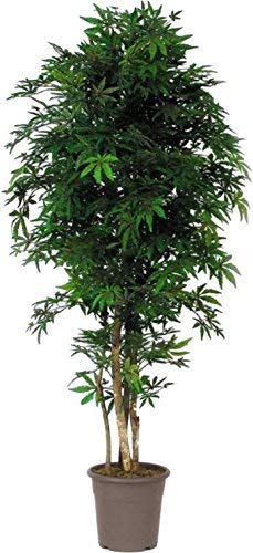 NewGreen - Árbol artificial de arce verde para decoración interior con tronco auténtico - Altura 175 cm