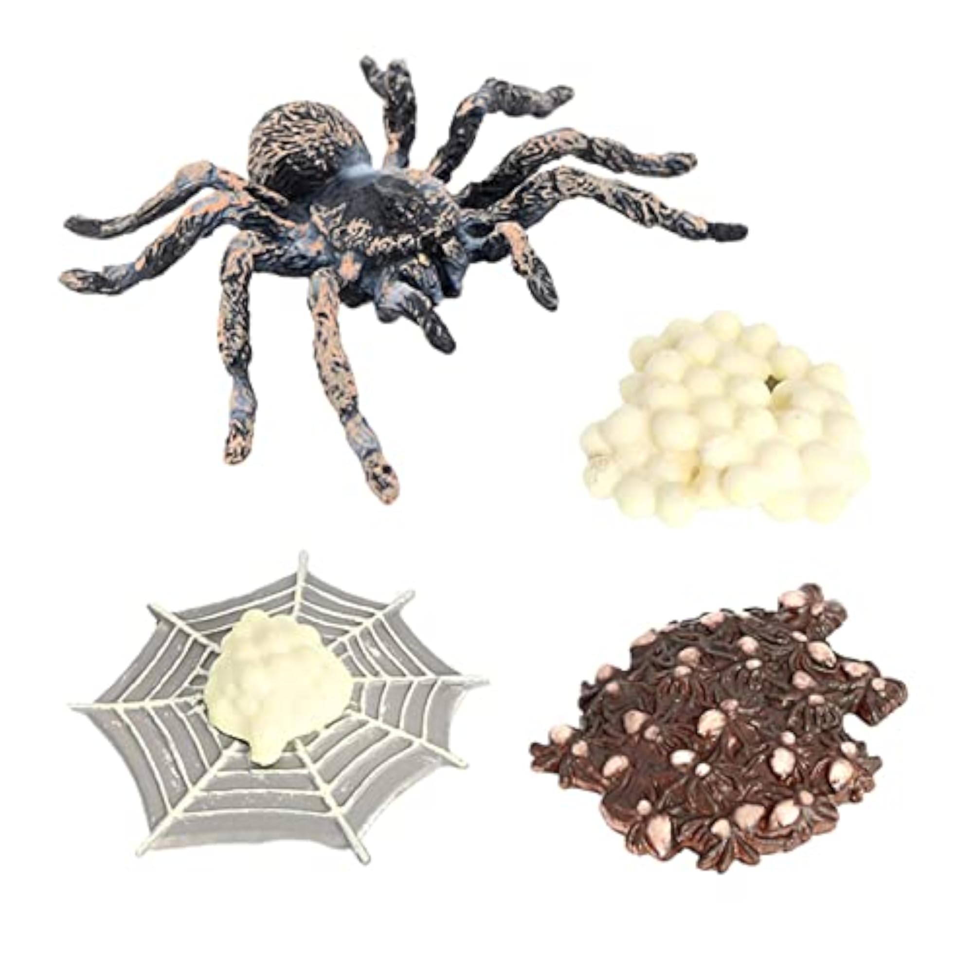 Realistic Poly Spider Growth Life Cycle Education Toy