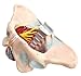 Benilev Female Pelvis Model with Pelvic Floor Muscles Perineal Model All in One Female Anatomy Model 1:1 Life Size Human Skeleton Medical Science Educational Equipment Anatomy Medicine