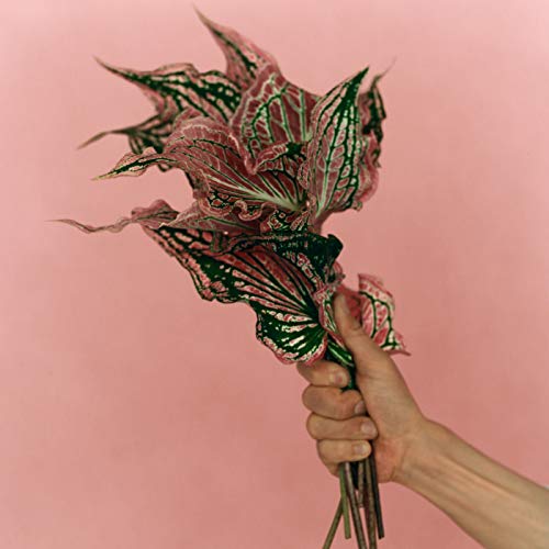 宮本浩次 P S I Love You 歌詞の意味を考察 きみとは誰 P S で伝える理由とは 音楽メディアotokake オトカケ