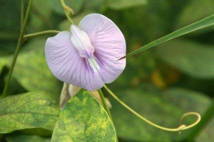 OhhSome Violet Butterfly Pea Or Darwin Pea Flowers Or Clitoria Ternatea Herb Seeds (Pack Of 25 Seeds) - Eco" (B07YSJMT3X) Amazon Price History, Amazon Price Tracker