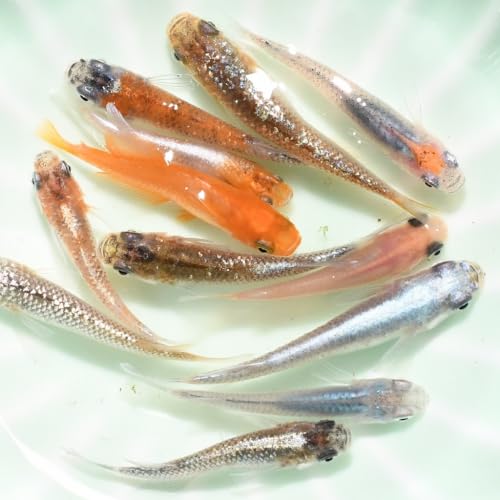 【めだか専門店猫飯】MIXめだか 20匹＋α 生体 高級 めだか 成魚 三色 幹之 ダルマ 楊貴妃 ラメ セット 水草 餌 販売 水槽 ビオトープ 鉢 卵 餌 熱帯魚 金魚 観賞魚 アクアリウム テラリウムのサムネイル