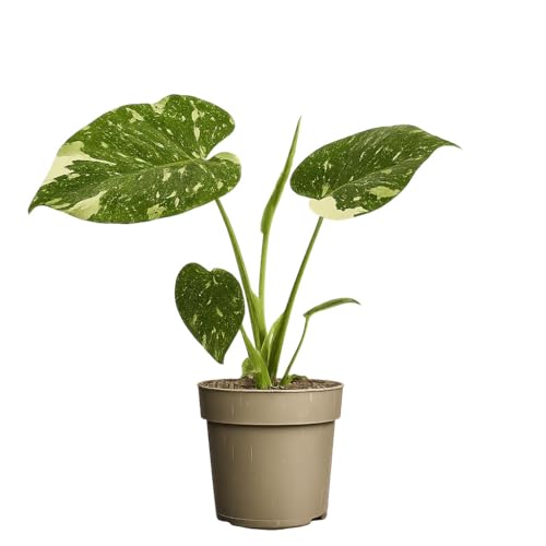 Blumen-Senf Monstera Thai Constellation panaschierte Fensterblatt Zimmerpflanze | seltene Grünpflanze mit weißer Zeichnung | ca. 25 cm hoch | Topf Ø 11 cm | pflegeleicht & dekorativ