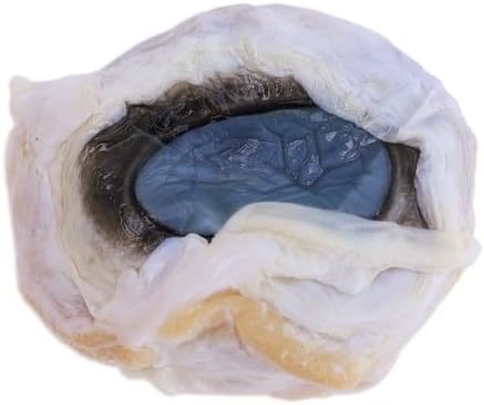 Anatomy Lab Preserved Cow Eye Specimen for Dissection, for Biology Classrooms, Vacuum Pack of 10