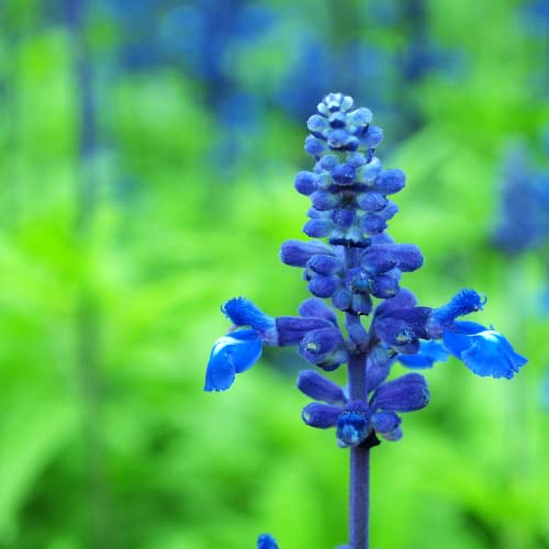 Park Seed Blue Queen Salvia Seeds, Butterfly, Hummingbird, And Bee Friendly, Rich Deep Color Pack Of 50 Seeds #TOP1