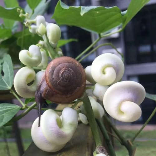 semi di fagiolo lumaca - Vigna caracalla - perenni resistenti decorazione stanza giardino 5pcs