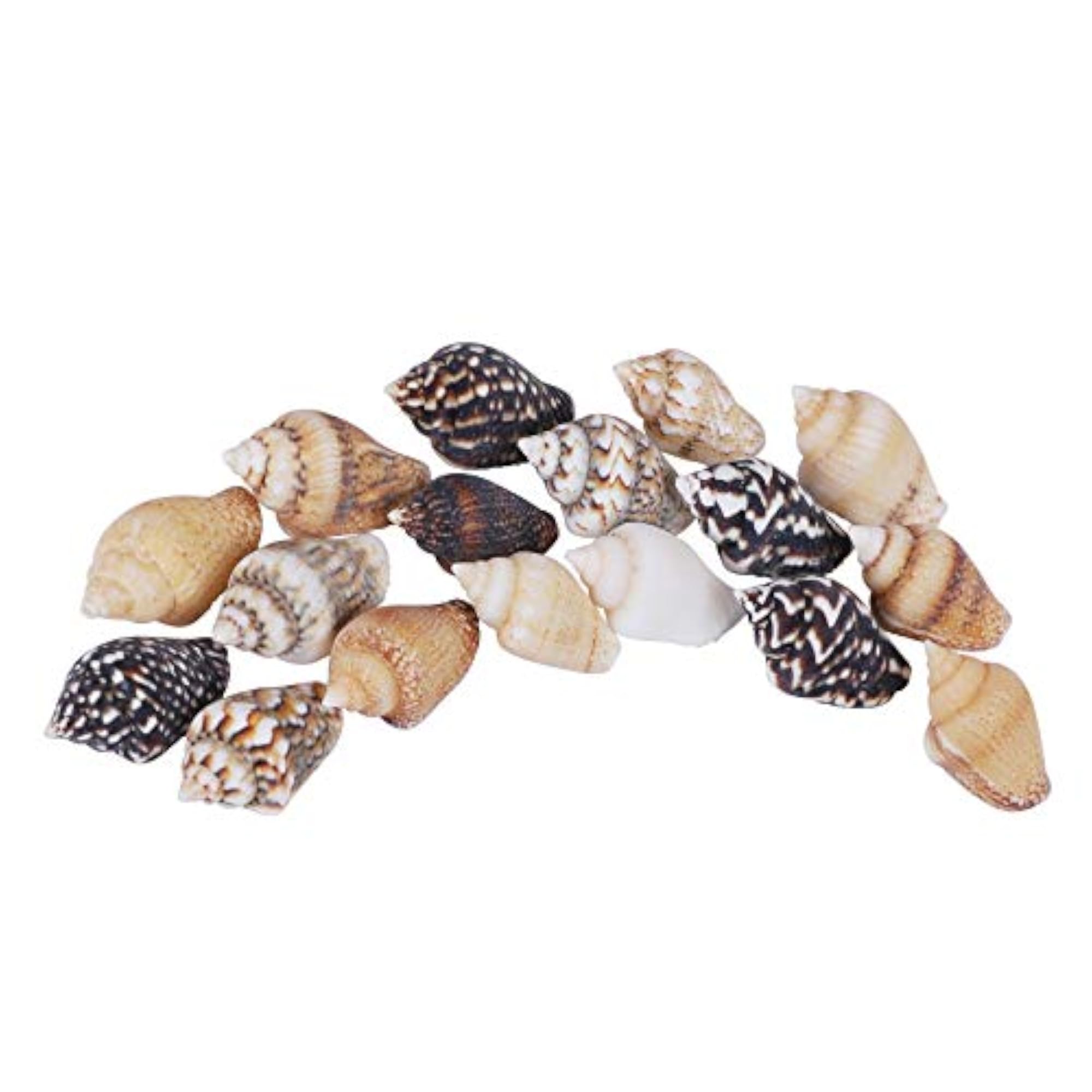Tiny Mini Sea Shells for Crafting and Home Decorations (2000 PCS)