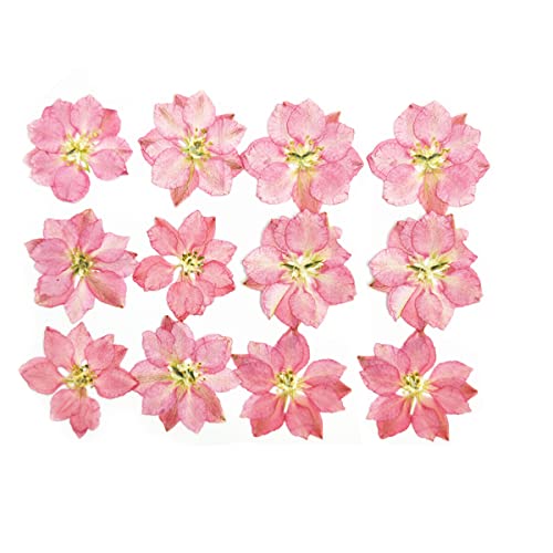 CUDDIKAJI 5 Flores prensadas Decoração Simulação Decoração Festiva Suprimentos Rosa escuro