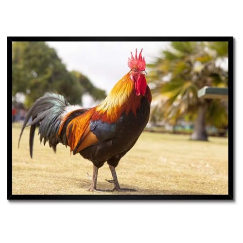 Poster coq cadre blanc decoration murale 70x50 pour une cuisine de campagne chic