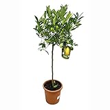 PLANTA NATURAL LIMEQUAT COPA M27 ALTURA 130CM CÍTRICO PERFECTO PARA EXTERIOR