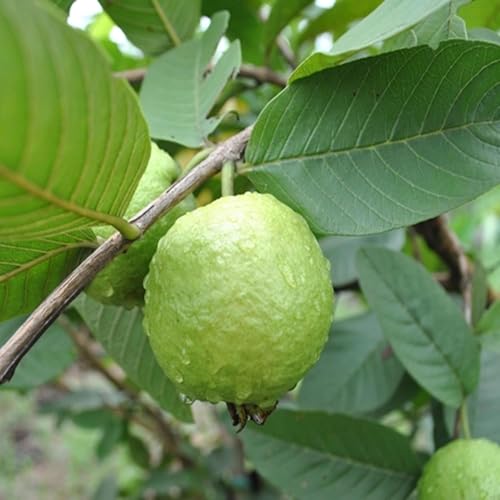 Image of Guava Sardar Lucknow-49 L-49 Amrood Variety Fruit (Air Layering /Grafted) Plants & Tree(1.5-3 Feet Size),CF SG29