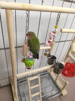 Papuga PlayStojaki z kubkami zabawki taca ptak huśtawka wspinaczka wisząca drabina most drewno kokatiel plac zabaw ptak okonie