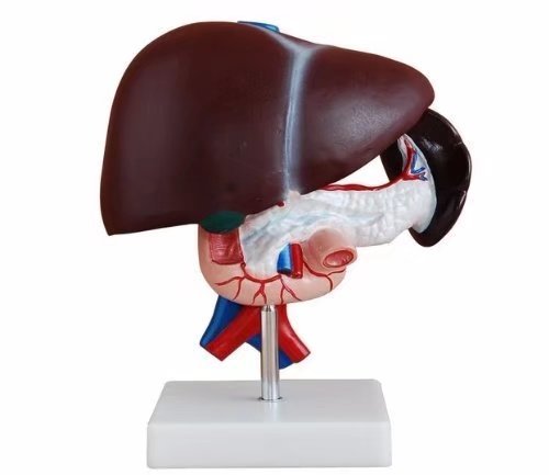 BoNew Human Liver Pancreas Duodenum Anatomical Anatomy Model Medical Model Life Size