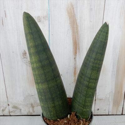 Amazon Co Jp サンスベリア オバケ 3 5号鉢 インテリア 観葉植物 サンセベリア ホーム キッチン