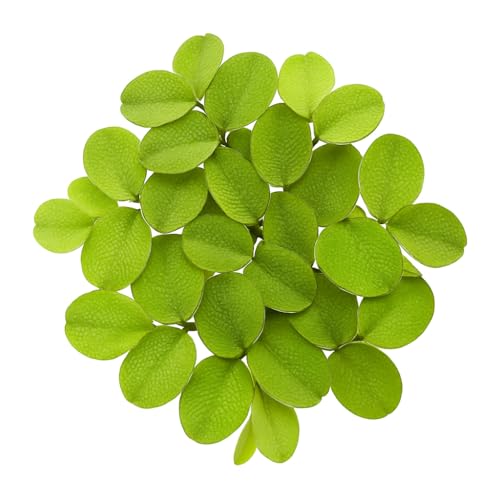 Salvinia Minima 65 + Leaves Live Floating Pond Aquarium Plant Freshwater Tanks Ponds Aquascapes Water Gardens Natural Water Filtration Purifier Easy Care Fast Growing Natural Shade Cover Betta Shrimp