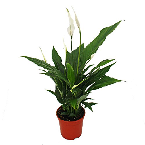 Exotenherz - Spathiphyllum, Einblatt, 'Sweet Chico', 13cm Topf