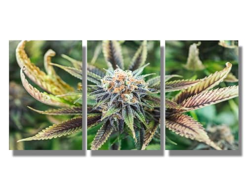 How long does weed smell last in your hair