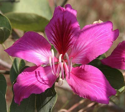See full amazon price history chart for Generic Live Pink Kachnar Bauhinia Purpurea Fabulous Flower 1 Healthy Plant (Plant with Pot) Generic Live Pink Kachnar Bauhinia Purpurea Fabulous Flower 1 Healthy Plant (Plant with Pot) (B09JFJNQ3P) Amazon Price History, Amazon Price Tracker