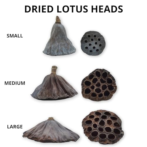 celloexpress Small Dried Lotus Head - Christmas Wreaths, Garlands, Festive Decorations, Floral Arrangements (Pack of 10) - Image 2