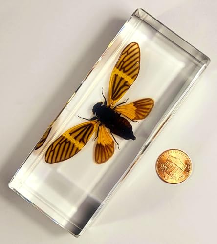 Image of 4.3 inch Real Golden Black Cicada w /Open Wings in Crystal Clear Lucite Resin Crafts Specimen Preserved Becquartina Electa Insect Taxidermy Collection for Biology Science Education & Desk Ornament Display
