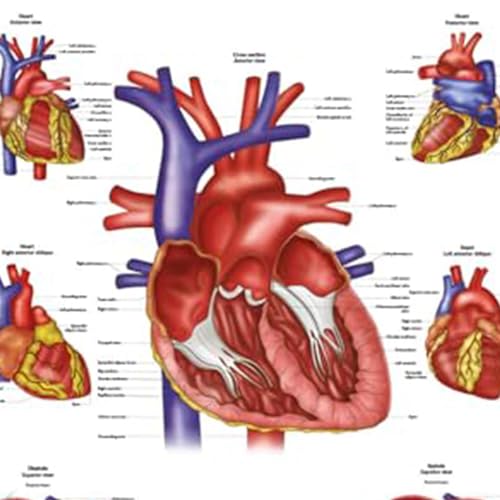 Image of Anatomy Lab Human Heart Poster, LAMINATED, 17.3 x 22.5 Inches | Anatomy and Physiology for Walls
