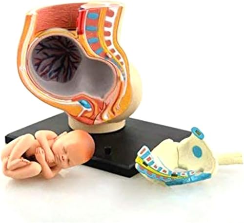 Modèle pelvis pregnancy avec fœtus de 9 mois et 27 organes amovibles AMITD