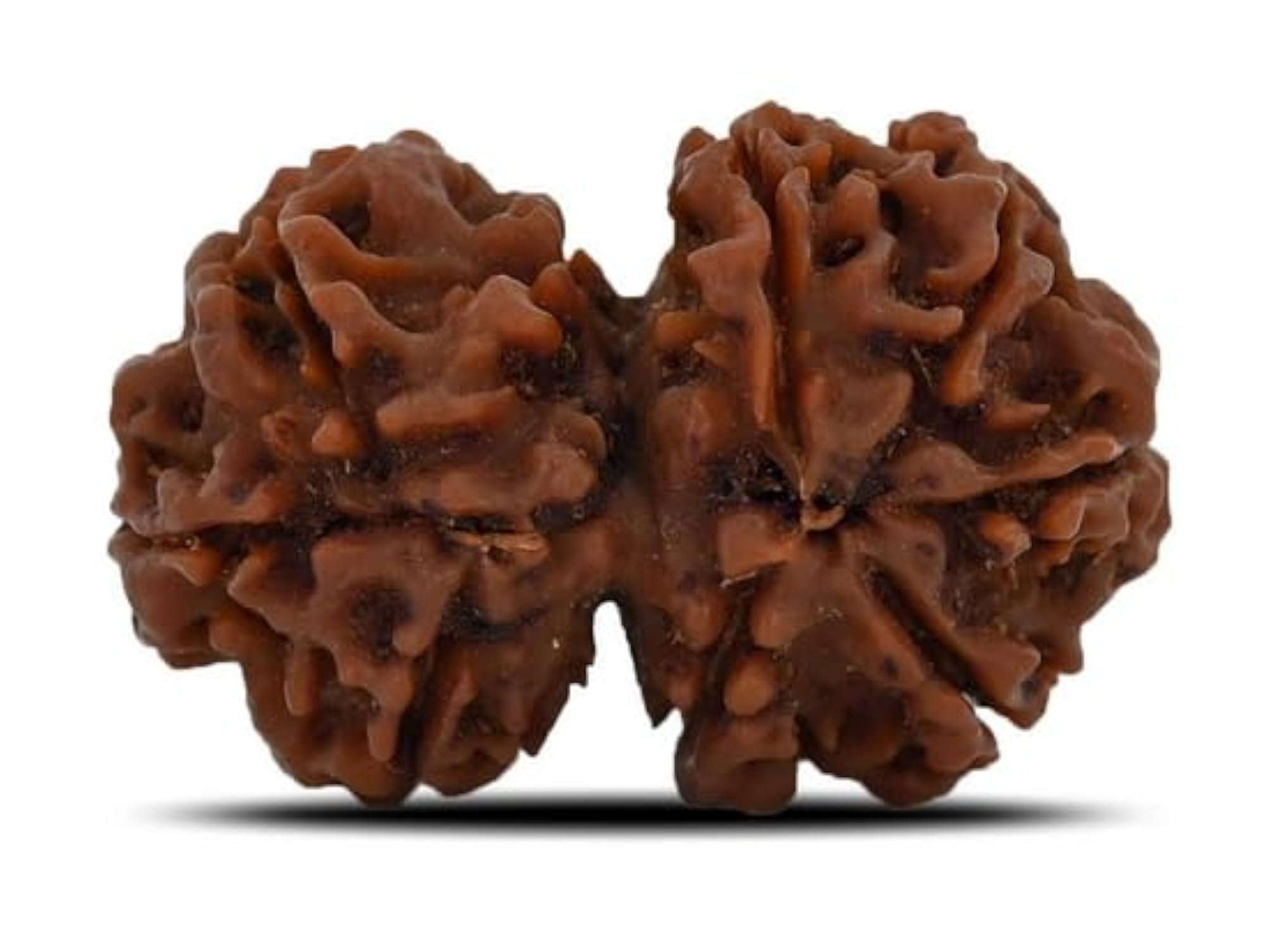 Original Gauri Shankar Rudraksha, Certified Natural Beads