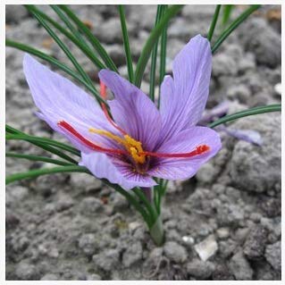 19 : Saffron Seeds,Saffron Flower Seeds,Saffron Crocus Seeds,It is Not The Saffron - 50 Seeds/Bag