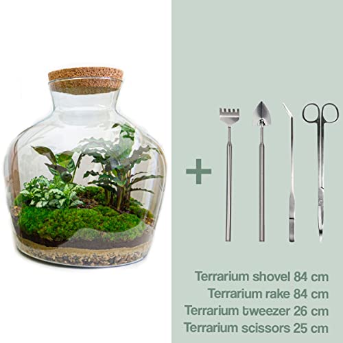 Foto von Flaschengarten • Fat Joe • Ökosystem mit Pflanzen im Glas • ↑ 30 cm - DIY - Terrarium Komplett Set - Pflanzenterrarium - urbanjngl | Terrarium Package