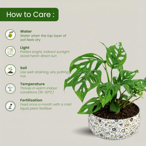 Image of Amulya Farms Indoor Plants For Home | Monstera Broken Heart Live Plant in Floral Print Metal Pot | Air Purifying and Decorative Plants for Home & Office