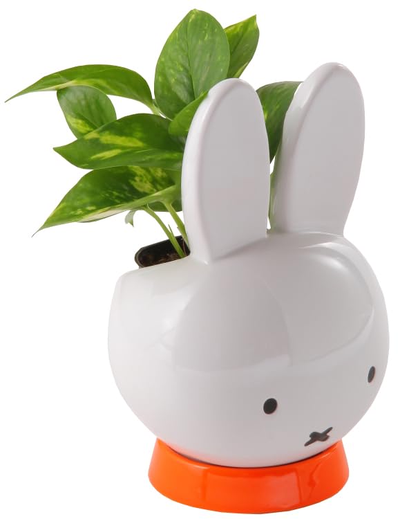 Amazon｜花のギフト社 ミッフィー ポトス 誕生日 観葉植物 鉢植え