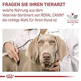 Royal Canin Veterinary Diabetic Special Low Carbohydrate Canine Mousse | 12 x 410 g | Nassfutter für ausgewachsene Hunde | Regulierung des Blutzuckerspiegels | Hoher Proteingehalt