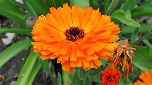 "Orange Pacific Beauty" Calendula Flower Seeds, 250+ Seeds Per Packet, (Isla's Garden Seeds), Non Gmo & Heirloom Seeds, Scientific Name: Calendula Officinalis, Great Home Flower Garden Gift #TOP3