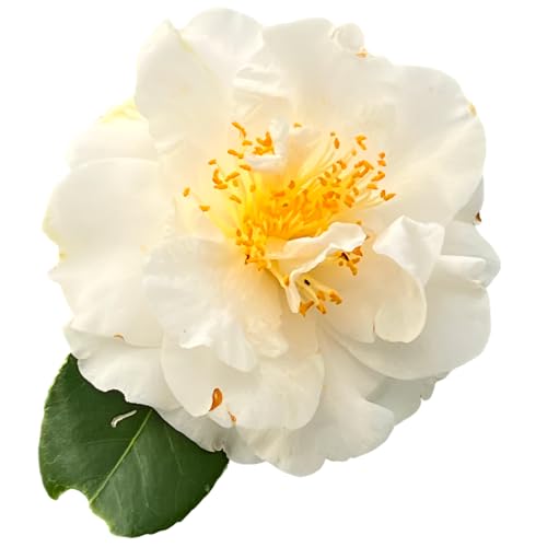 Victory White Camellia Japonica 5 Gallon