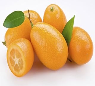 90 graines de fruits de kumquat fraîches