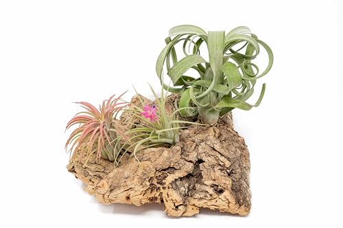 Air Plant Shop Medium Tabletop Cork Bark Display with 3