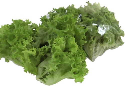 [定期便]4週連続お届け!採れたてフレッシュな無農薬リーフレタス(合計800g)/ レタス 野菜 サラダ 生野菜 無農薬 水耕栽培 洗わない 料理 ランチ ご飯 福井県鯖江市産