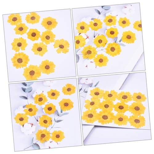 Flores secas pressadas para manualidades 72 pcs EXCEART miniatura 6