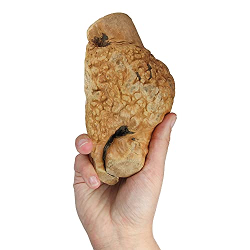 Schecker Kauwurzel Gr: M - das Kauspielzeug für Hunde - ohne Kalorien - hypoallergen - 1 Stück - M 250-450g
