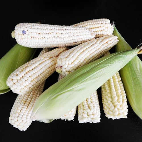 Semillas de maíz, semillas de maíz dulce, semillas de maíz, semillas de plantas de interior, plantas resistentes Plantas de jardín perennes resistentes plantas resistentes en maceta, 50pcs
