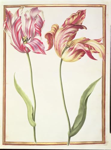 Cuadro en Lienzo Due tulipani spezzati Impresión de Alta Definición Nicolas Robert 60x90cm