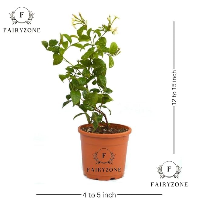 Image of Live Madhumalti Plant (मधुमालती) Creeper New Double Petals Rangoon Combretum Indicum Live Plant Flowers With Fragrance Indoor Outdoor Live Flowering Plant