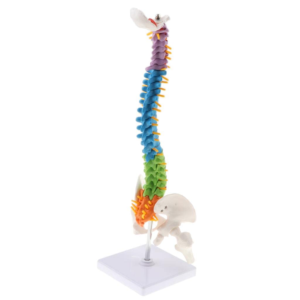 Modello Colonna Vertebrale Umana con Dischi Intervertebrali Riproduzione Anatomica Flessibile in PVC Forniture Didattiche per Studenti Attivit,