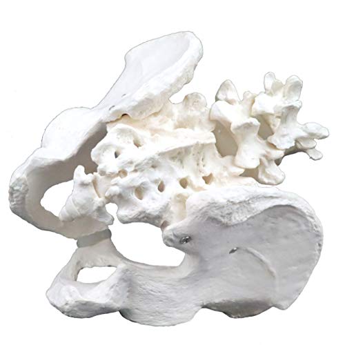 Image of VAP270 Life-Size Male Pelvic with 4th & 5th Lumbar Vertebrae | Intervertebral Discs, Sacrum and Coccyx