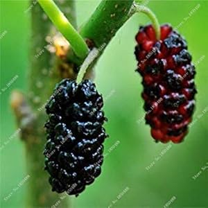 Vista Bonsai Raspberry Mulberry Seed Black Berry Blackberry Pianta perenne Pianta Delicious Succulent Fruit Best Gift per Child 400 Pz 10