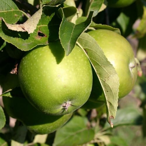 PIANTA DA FRUTTO MELO GRANNY SMITH in vaso 20 età 2/3 anni (foto reali)