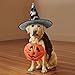SDEGTHO Fashion Modern Black White Gold Triangle Print Parties Hat 2 Pcs Halloween Decorations Witch Caps Costume Accessory,Halloween Carnivals Hats