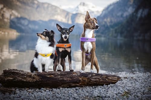 Coralpina Cane Pettorina 5Torri Tg. "8" 60-70 Cm Nero - 4